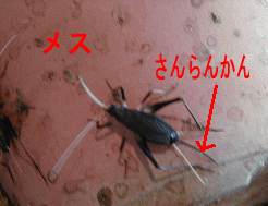 ���X