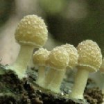 �����؂̏�Ƀ]���]��