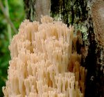 �ԏ��̌͂�؂Ɂu�t�T�q���z�E�L�^�P�v