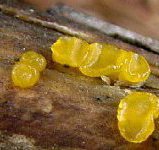 �Ղ�Ղ�̃I�����W�[���[�݂����ȁu�t�F���X�W���E�^�P�H�v