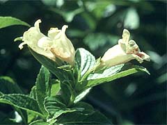 EREcM